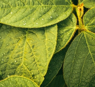 BIOZ<sup>®</sup> Diamond and Agrolution pHLow on Soybean