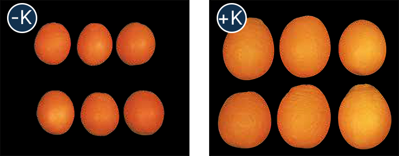 Comparison showing citrus fruits grown with and without potassium. The fruits labeled “–K” are smaller and duller, while those labeled “+K” are larger and more vibrant, demonstrating potassium’s positive effect on fruit size and quality. Credit: A.R.O., Volcani Center, Israel.