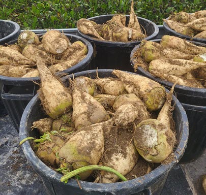 Agromaster<sup>®</sup> Revolutionizes Sugarbeet Farming