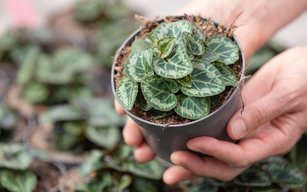 Resilient plants can better grow and resist the stress.
