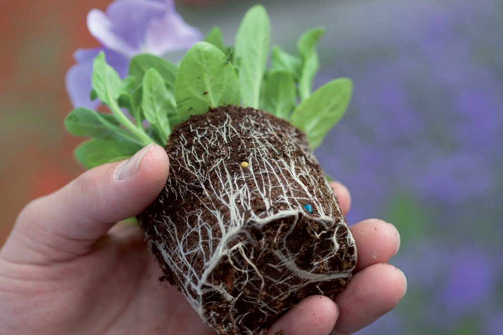 A developed root systems enable a better nutrient uptake