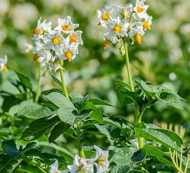 Enriching Potato Crops with Nutrivant<sup>®</sup>