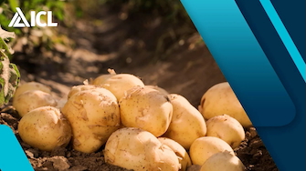 Get more from your Potato Crops with Nutrivant Starter