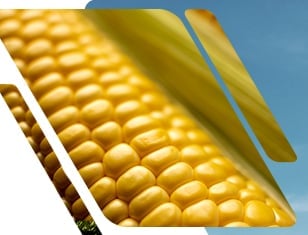 Guide to Maize Nutrient Deficiency