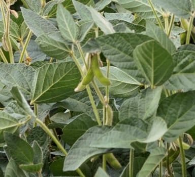 Nova PULSE & Nova FINISH on Soybean