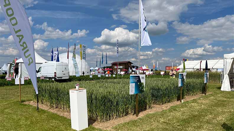 ICL demonstration plot showcasing crop performance and fertilizer innovations at an agricultural exhibition under clear blue skies.