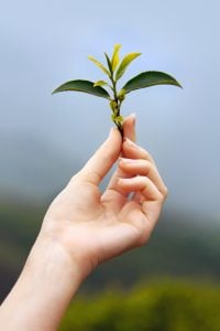 A hand gently holds a fresh green tea leaf sprout against a blurred natural background.