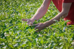 Farmer's hands inspecting lush green potato plants in a sunny field.