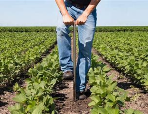 A person taking a soil sample with a probe in a cultivated crop field.
