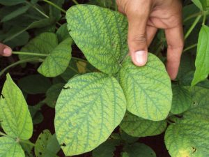 Hand holding soybean leaves exhibiting distinct interveinal yellowing, a symptom of magnesium deficiency.