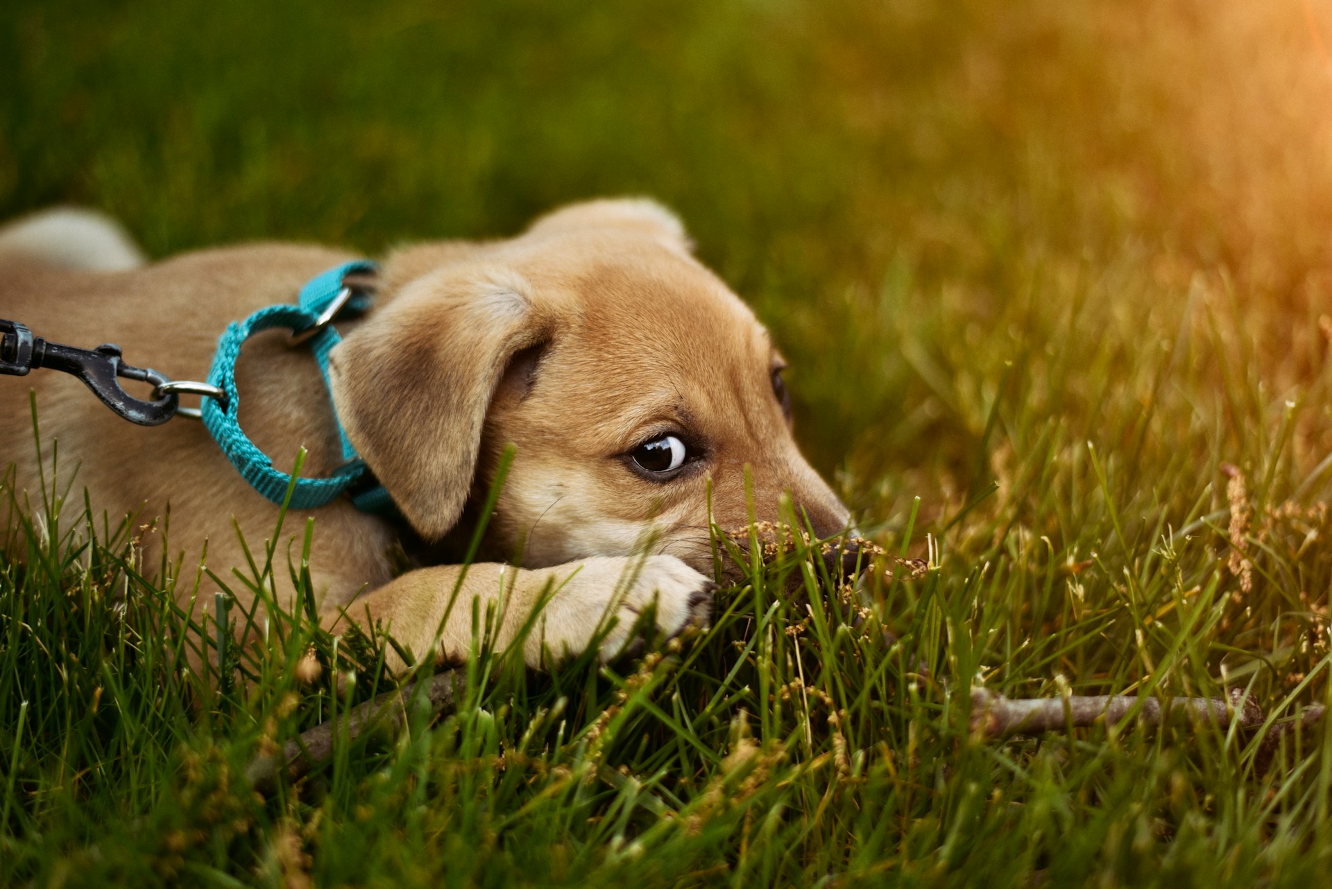 Tips for pet owners on safe lawn fertilization practices