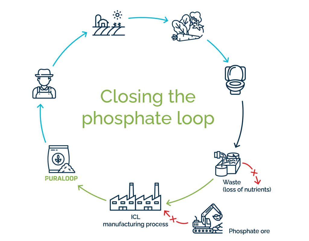 Circular diagram illustrating the sustainable phosphate loop, detailing mining, manufacturing, agricultural use, consumption, waste recovery, and Puraloop recycling.