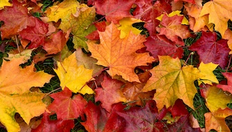 What Fertilizer is Best for Autumn?