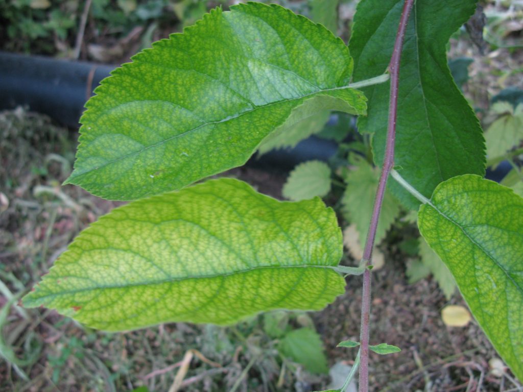 Apple leaves displaying characteristic yellowing between green veins, a symptom of iron deficiency.