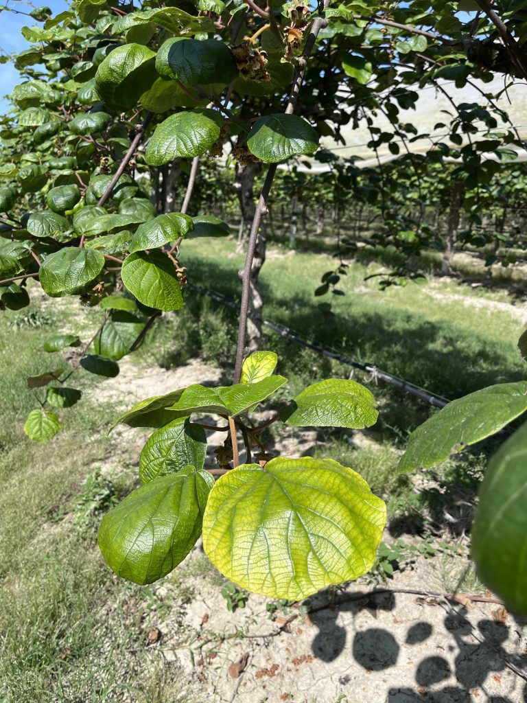 Iron deficiency symptoms on a kiwi leaf in Italy, characterized by prominent yellowing with green veins.