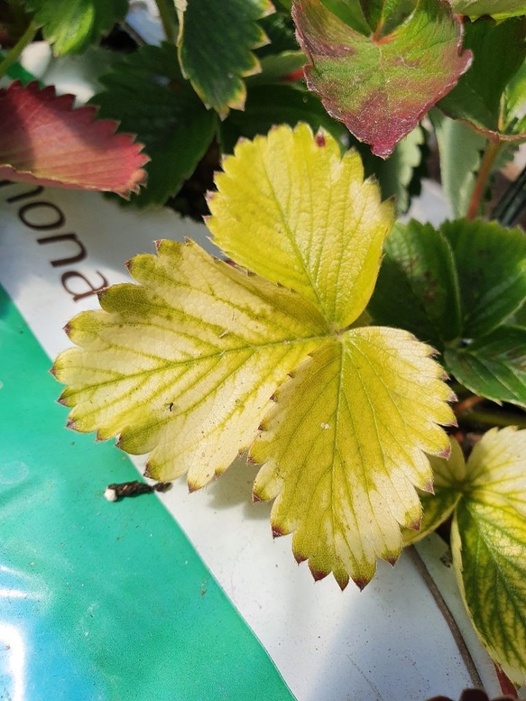 Strawberry leaves showing distinct yellowing between the green veins, indicative of iron deficiency.