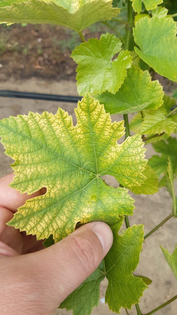 Winegrape leaf from Brazil displays prominent interveinal yellowing, a symptom of iron deficiency.