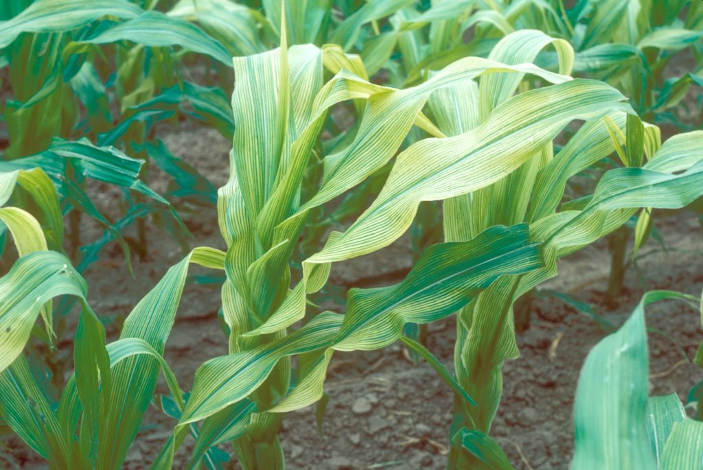 Corn leaves displaying interveinal chlorosis with yellow stripes between green veins, indicative of iron deficiency.