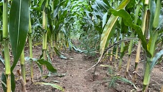 ICL’s Agronomist Insights: Dr. Sebastian Feil