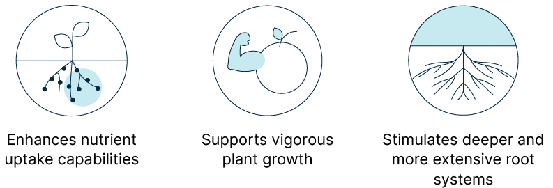 Three plant health benefits: enhanced nutrient uptake, vigorous growth, and extensive root systems.