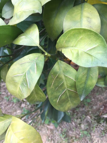 Yellowed citrus leaves displaying prominent white, corky veins, a clear symptom of boron deficiency.