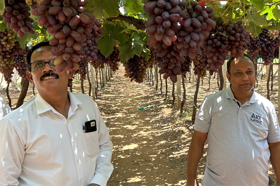ICL agronomists inspecting ripe red grapes in a Nashik vineyard, evaluating fruit quality and vine health as part of sustainable crop management practices.