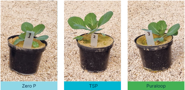 Three potted cabbage seedlings showing growth differences under phosphorus treatments. The Zero P plant appears smallest with lighter leaves, the TSP plant is larger with broader leaves, and the Puraloop plant shows similar healthy growth and leaf size to the TSP plant.