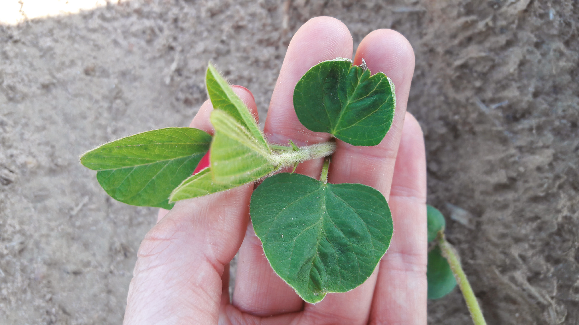 Hand holding a young soya plant displaying stunted growth and curled leaves, typical of boron deficiency in Brazil.