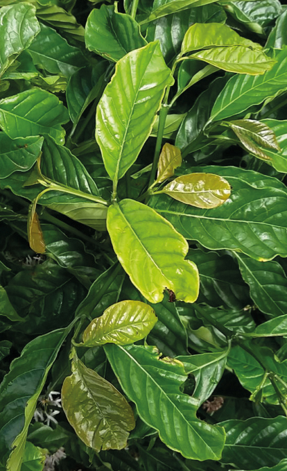 Conilon coffee plant leaves exhibiting boron deficiency, characterized by pale green and slightly distorted new growth.