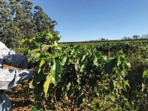 A person inspecting an Arabica coffee plant in a Brazilian field for signs of boron deficiency.