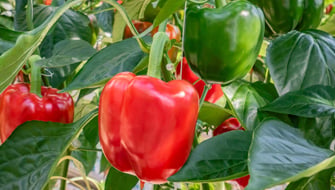 Pepper Trial with Puraloop<sup>®</sup> in Italy