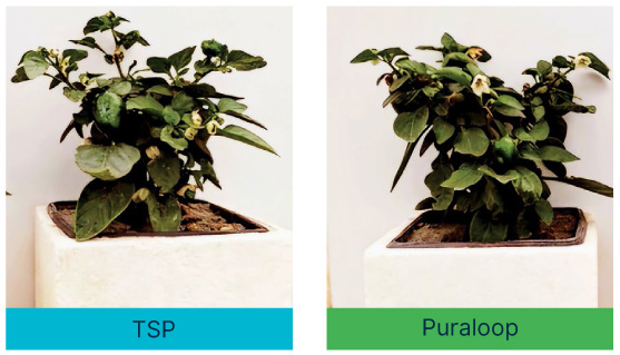 Side-by-side comparison of two potted plants grown with different fertilizers. The plant labeled “TSP” appears smaller with fewer leaves, while the “Puraloop” plant is larger and denser, showing better overall growth and vitality.