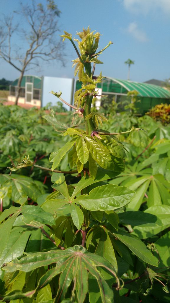 Cassava plant in India showing symptoms of boron deficiency, with stunted, yellowish new leaves and malformed older foliage.
