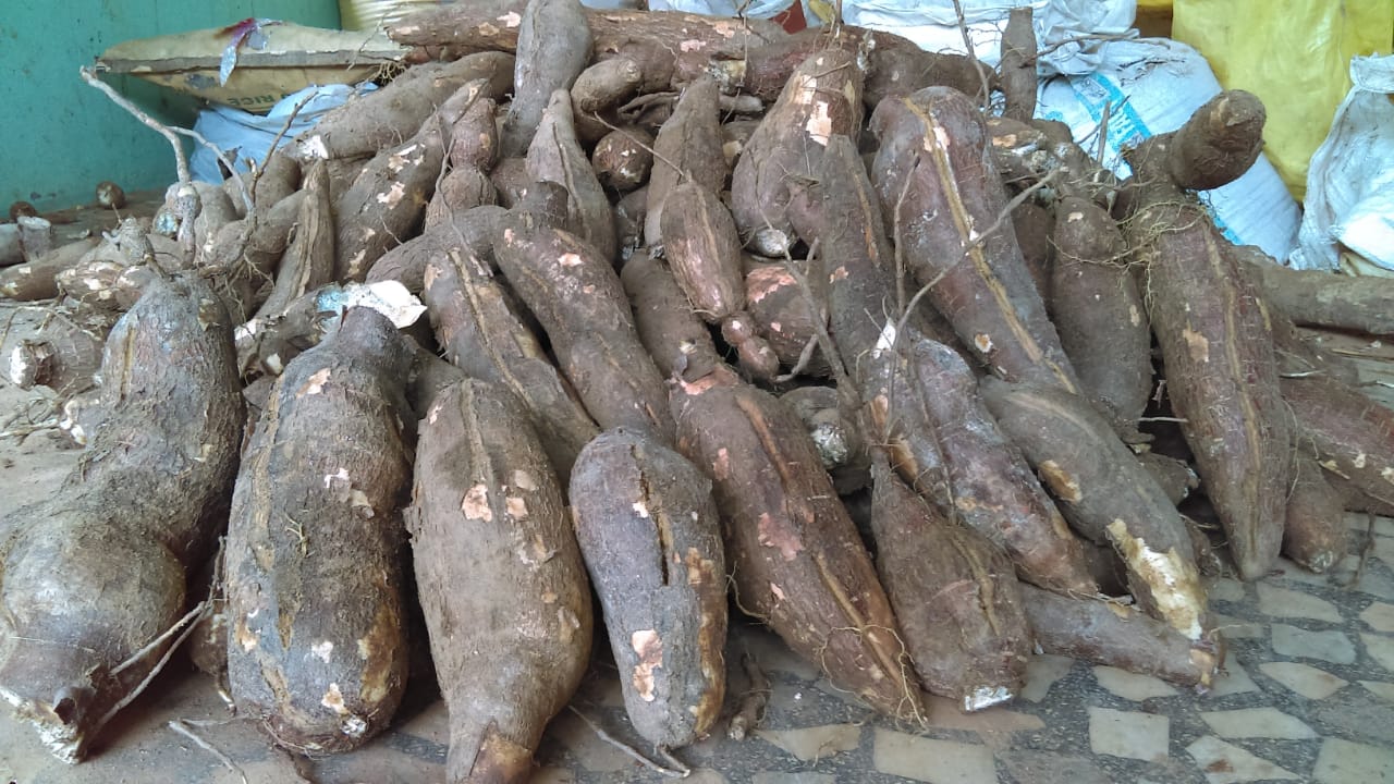 Pile of cassava roots showing discolored and cracked surfaces, characteristic of boron deficiency.