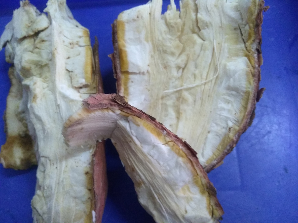 Cut sections of cassava root showing internal damage and discoloration consistent with boron deficiency.