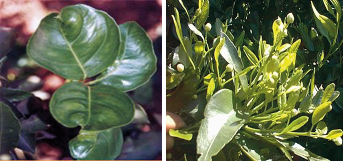 Boron deficiency in citrus, showing dark green, cupped leaves and stunted light green new growth with small flower buds.