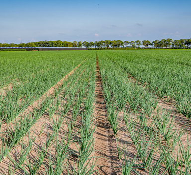What are the benefits of CRFs compared to other fertilizers?
