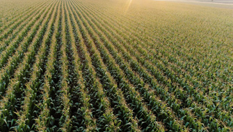 Enhancing Crop Performance with Amino Acids