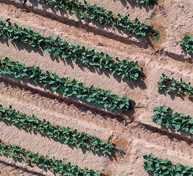 Kohlrabi Trial with Solinure Polymarine in Israel