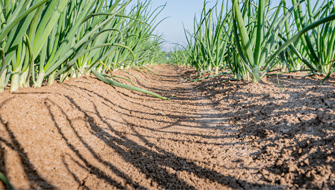Understanding Soil Chemistry and Secondary Nutrient Management