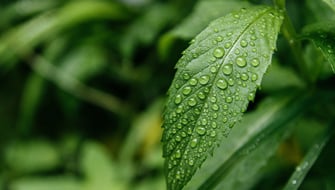 What is the Difference Between Wetting Agents and Surfactants