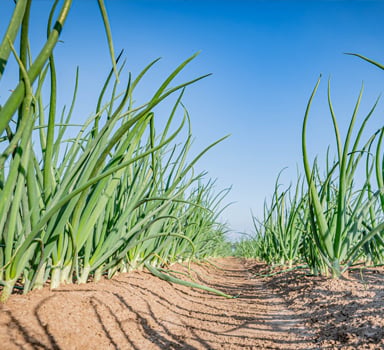 Onion Trial with Agromaster<sup>®</sup> in the Netherlands
