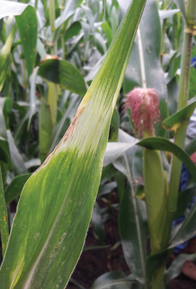A maize leaf exhibiting pale yellow-white striping and reddish-brown necrosis, indicating copper deficiency symptoms.
