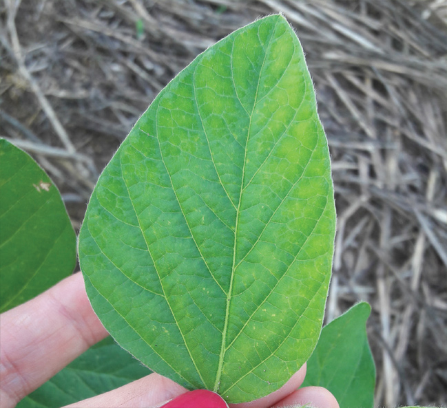 A hand holds a soybean leaf showing interveinal chlorosis, a symptom of copper deficiency.