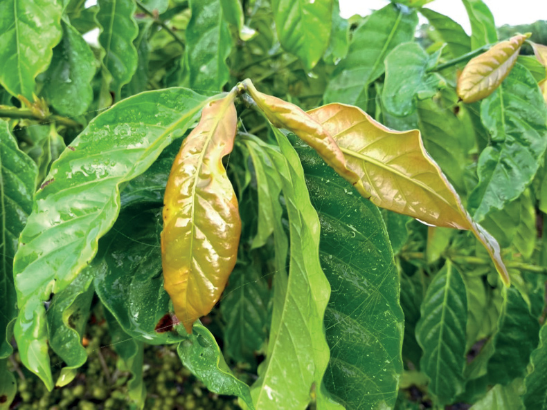 Conilon coffee plant displaying copper deficiency symptoms, with pale, bronzed young leaves contrasting with dark green mature leaves.