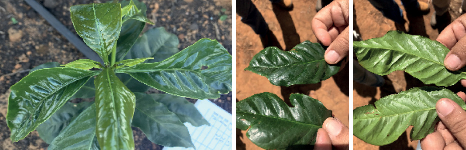 Arabica coffee plant and leaves exhibiting crinkled and deformed symptoms of copper deficiency.