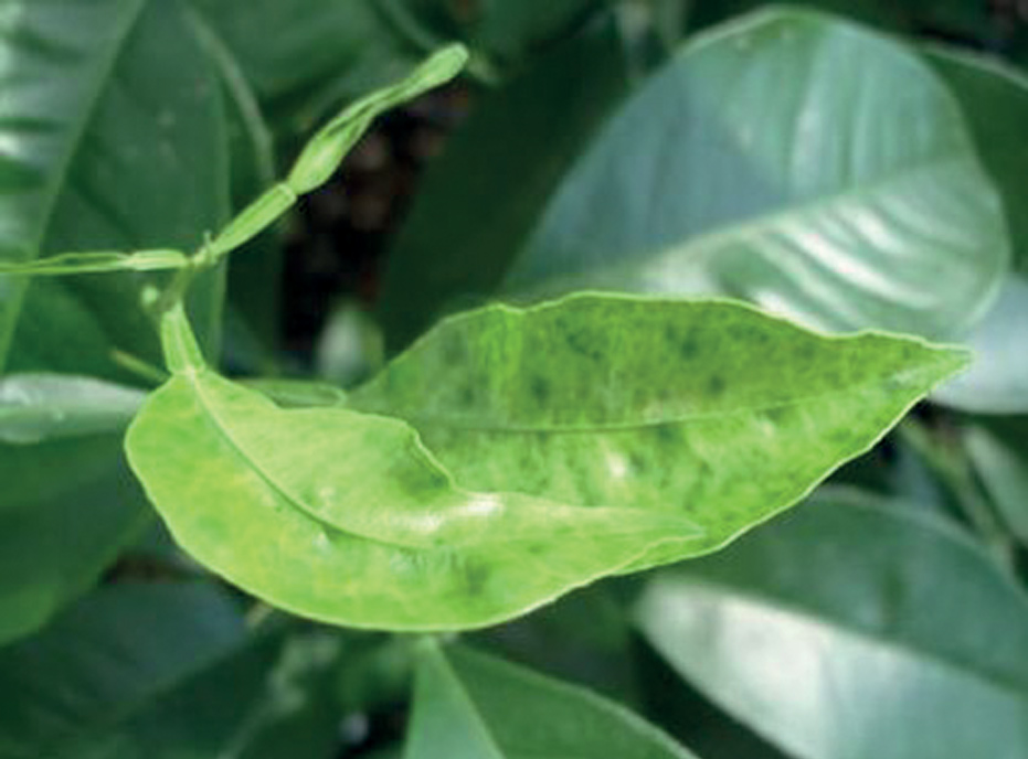 Citrus leaves displaying symptoms of copper deficiency with mottling and distortion.