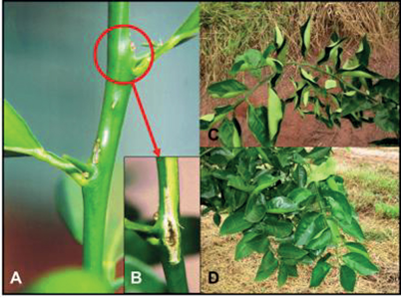 Citrus plant exhibiting copper deficiency symptoms including cracked stems with gumming and branches with twisted, discolored leaves.