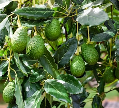 Avocado Trial with Agroblen<sup>®</sup> in Spain