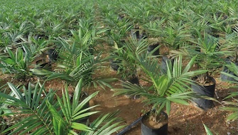 Why I use ICL Potash KCl in my Oil Palm Plantation